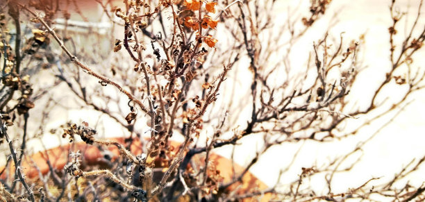 干燥的植物图片下载