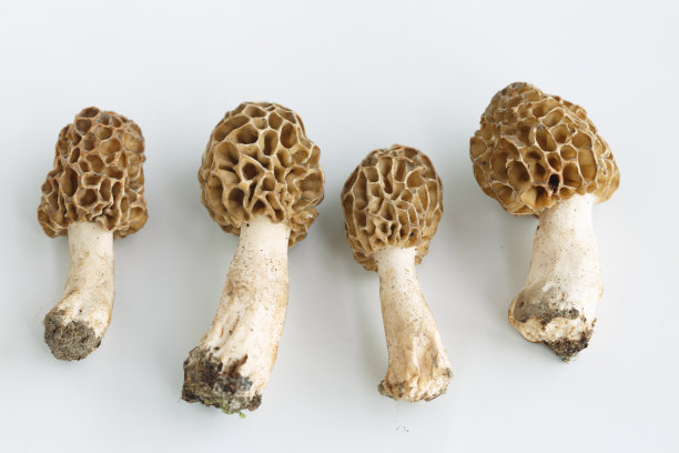 野蘑菇素材图片