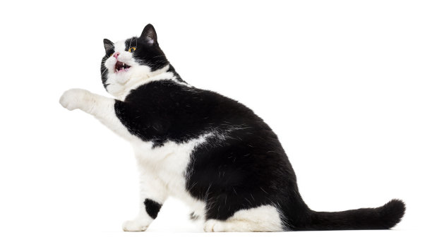 侧面图片素材ID：316397214