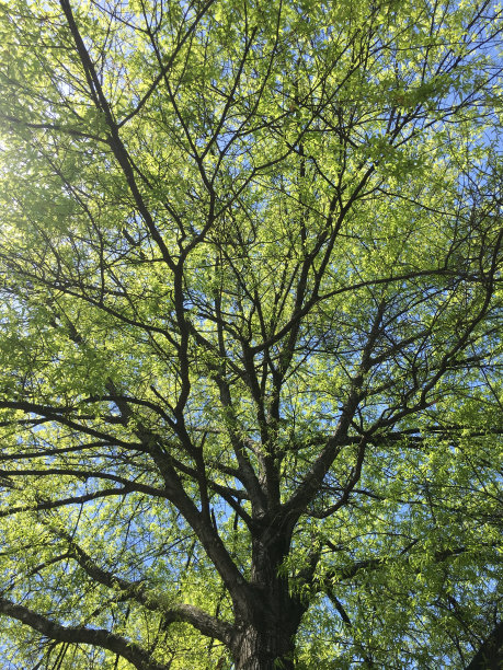 在一棵橡树的叶子下面图片下载