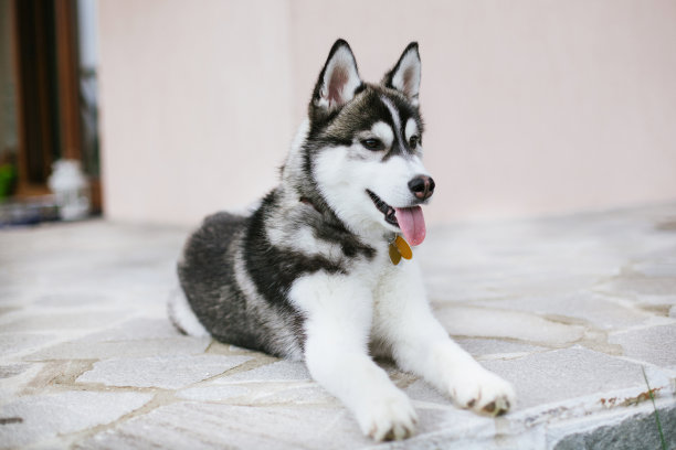 看向一边的哈士奇幼犬素材图片