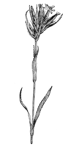 古董植物雕刻插图： Deptford Pink图片下载