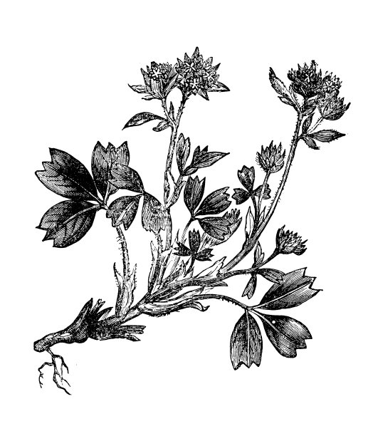 植物学植物古版画插图:西柏地(匍匐西柏地)图片下载