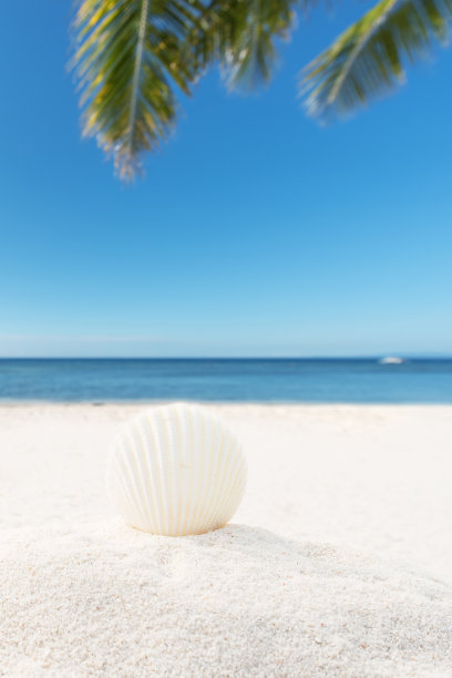 热带海滩上的贝壳图片下载