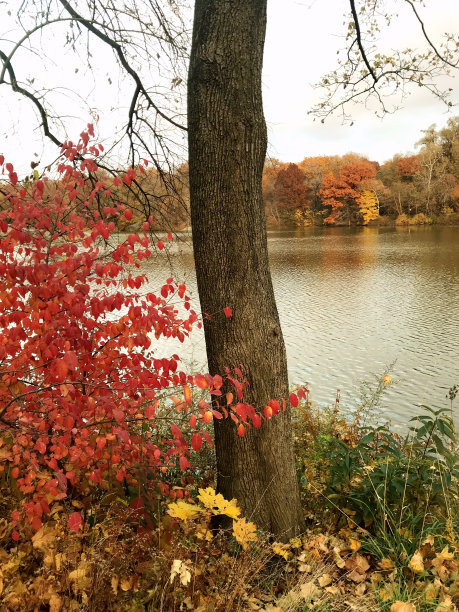 Árvore没有中央公园图片下载