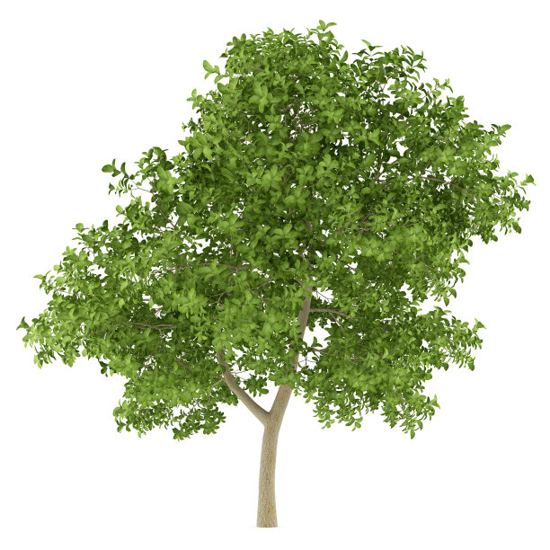 一棵孤立在白色背景上的苹果树图片下载