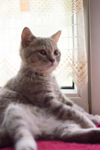 猫的特写肖像图片下载