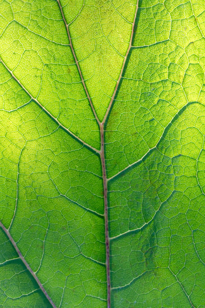 鲜绿背光叶，背景图片下载