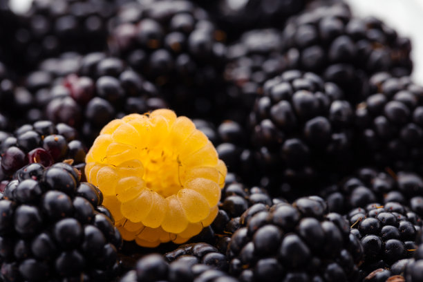 成熟的黑莓上有一颗黄色的覆盆子图片下载