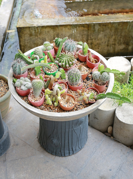 花园里的一群小仙人掌。素材图片