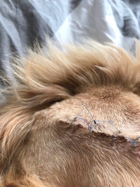 可卡犬耳缝图片下载