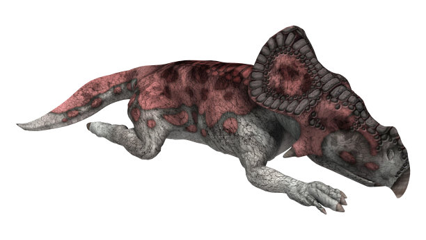 3D插图恐龙原角龙在白色图片下载