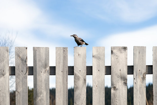 鸟胡桃夹子(lat。Nucifraga caryocatactes)坐在木篱笆上，背靠蓝天。图片下载