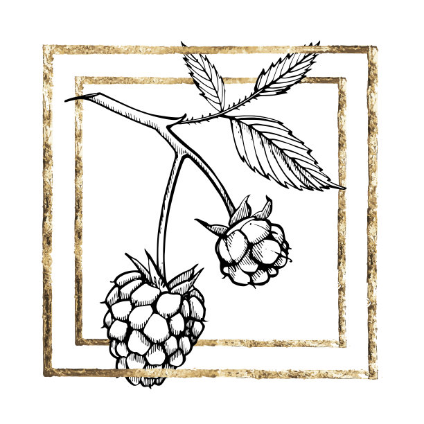 手绘覆盆子集合，复古素描风格矢量插图，金色画框图片下载