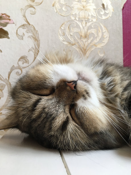 可爱的猫睡觉图片下载