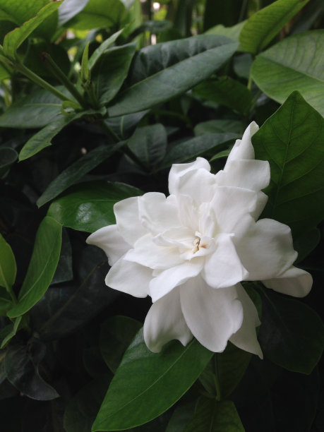 白色的花图片下载