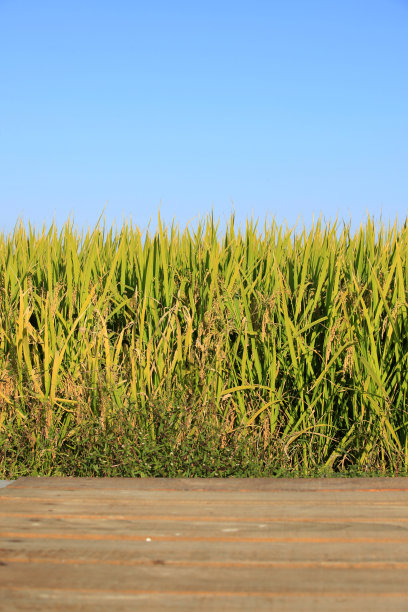 稻田图片下载