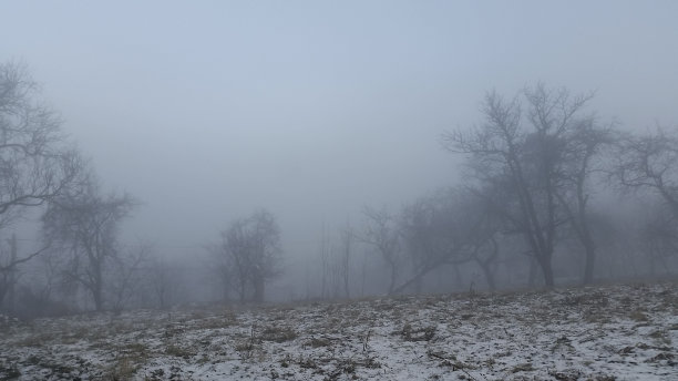 迷雾森林图片下载