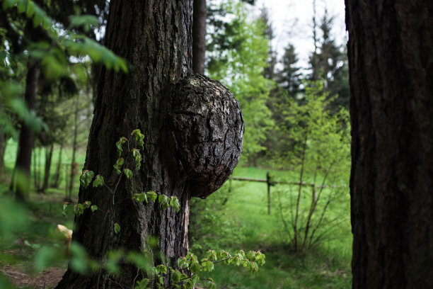 可见有大肿瘤的松树图片下载