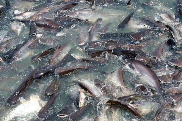 许多鱼图片下载