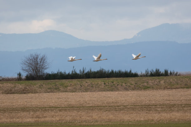 大号角天鹅迁徙图片下载