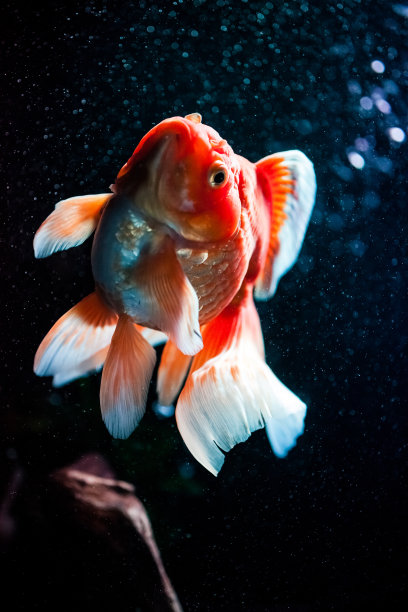 一条金鱼在黑色的背景上素材图片