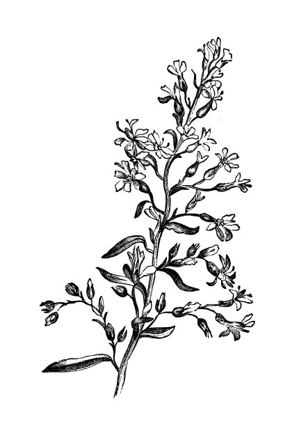 植物学植物仿古雕刻插图:黄花一枝黄花(欧洲黄花、金丝草)图片下载