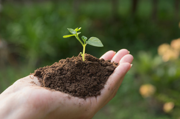 手持绿色小植物的生态理念素材图片