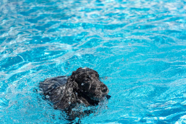 长耳猎犬在池图片下载