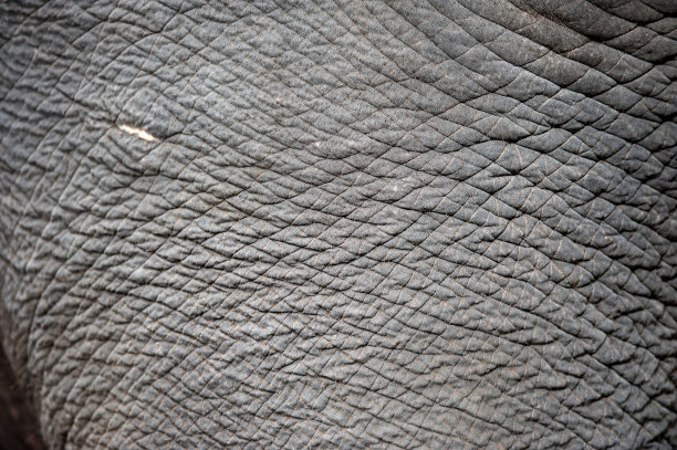 大象皮肤的特写图片下载