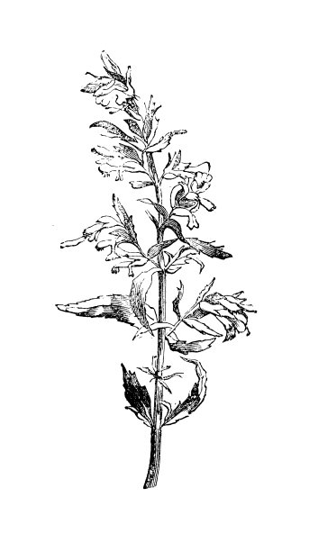 植物学植物仿古雕刻插图:斑齿植物(红巴旦)图片下载