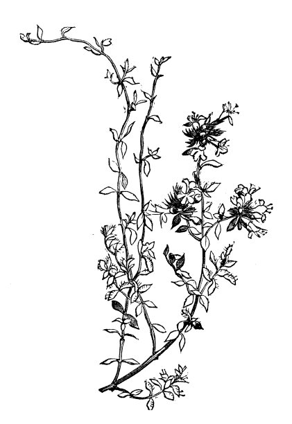 植物学植物古董雕刻插图:蛇胸腺(布雷克兰百里香)图片下载