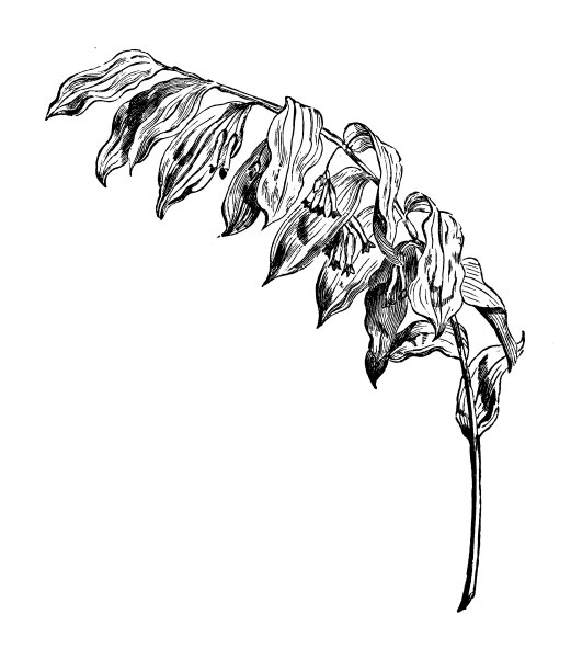 植物学植物古董雕刻插图:何首乌黄精(所罗门的印章，大卫的竖琴)图片下载