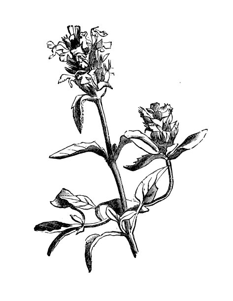 植物学植物古董雕刻插图:夏枯草(自愈)图片下载