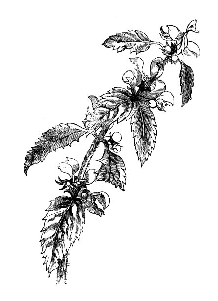 植物学植物仿古雕刻插图:Lamium galeobdolon(黄色大天使，火炮植物)图片下载