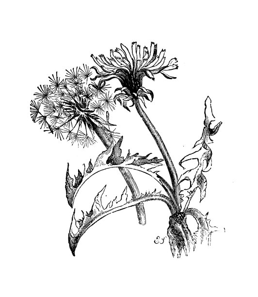 植物学植物仿古雕刻插图:蒲公英(蒲公英)图片下载