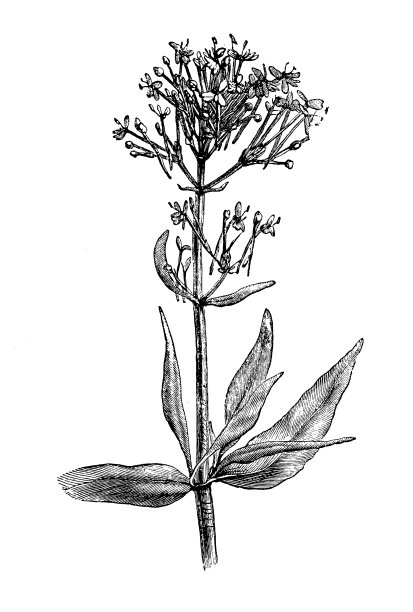 植物学植物古董雕刻插图:Centranthus ruber(红缬草)图片下载