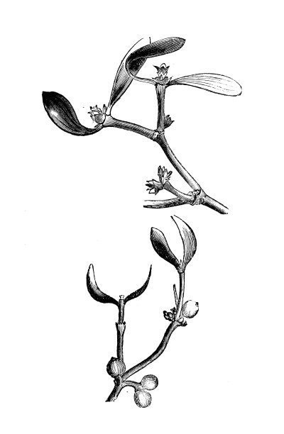 植物学植物古董版画插图:Viscum album(槲寄生)图片下载