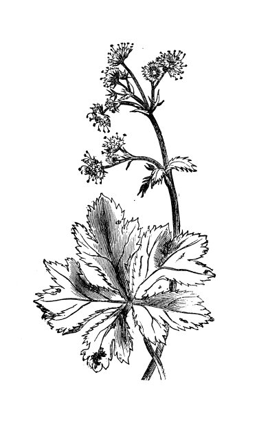 植物学植物仿古雕刻插图:木雕(Sanicula europaea，木雕)图片下载