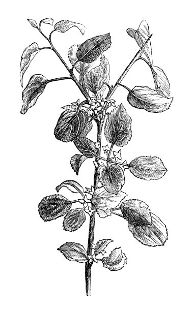 植物学植物古雕刻插图:鼠李属(鼠李属)图片下载