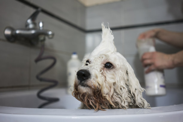 一只狗洗澡素材图片