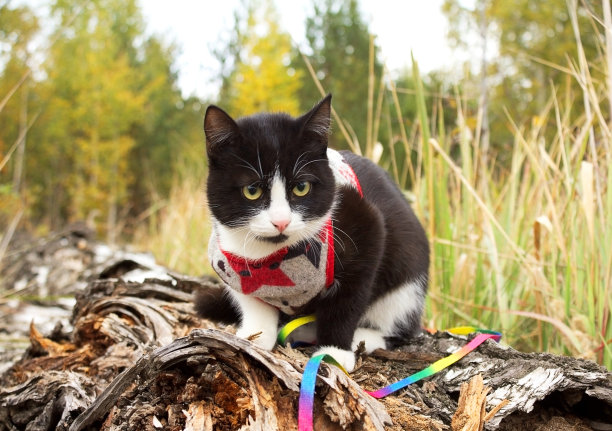 在秋天的森林里，一只穿着衣服的家猫沿着一根桦树原木走着。图片下载