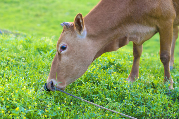 小公牛正在户外的草地上吃草素材图片