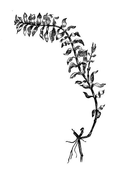 植物学植物仿古版画插图:石竹图片下载