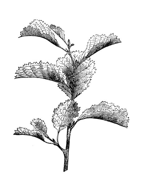 植物学植物仿古雕刻插图:赤杨(Alnus glutinosa, alder)图片下载