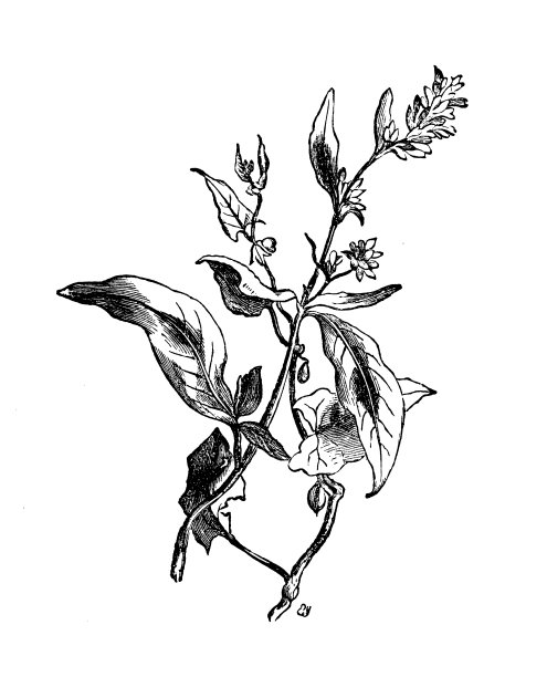 植物学植物古版画插图:旋花(黑旋花、野荞麦)图片下载