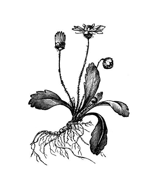 植物学植物古版画插图:多年生蔷薇(雏菊)图片下载