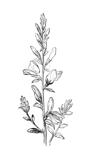 植物学植物仿古雕刻插图:染匠绿草，染匠扫帚图片下载