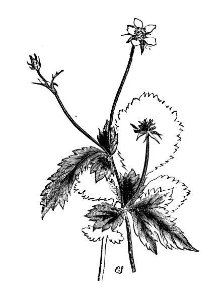 植物学植物仿古雕刻插图:天竺葵(木纹aven，草本benet, coleworum)图片下载