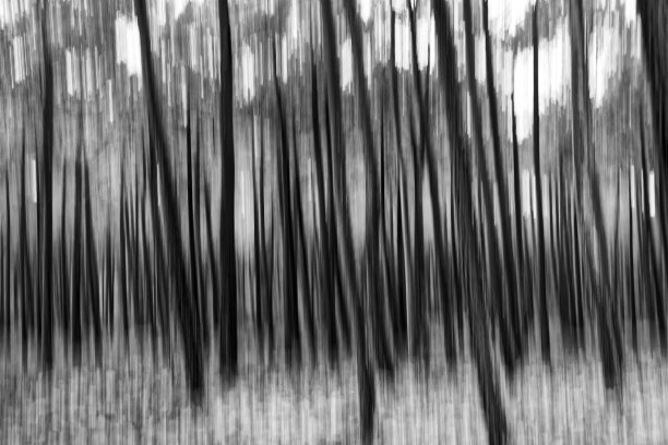 黑色和白色的抽象森林图片下载